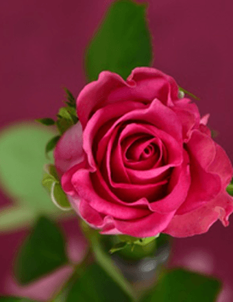 Annie L Collins Obituary
