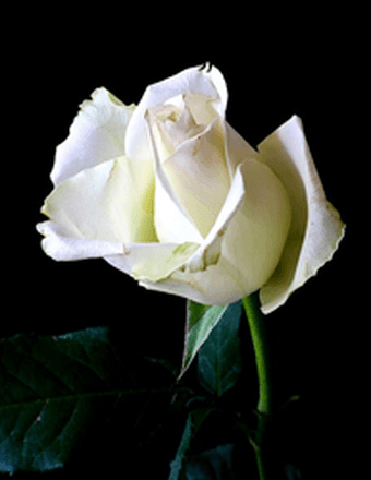 Michele Cicotte Obituary