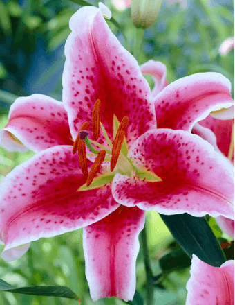 Irene Washington Obituary